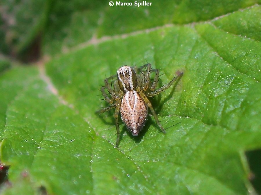 Oxyopes in puntamento su preda